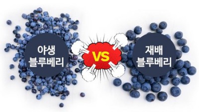탱글탱글 착즙! 내돈내산 자연원유기농냉동블루베리 후기